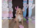 Goldendoodle PUPPY FOR SALE ADN-768741 - Goldendoodles of NKY