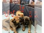 Malinois PUPPY FOR SALE ADN-768738 - 5 week old pups