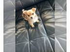 Chihuahua-Chihuahua Mix PUPPY FOR SALE ADN-768715 - Adorable playful loving