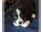 Border Collie PUPPY FOR SALE ADN-768635 - Border Collie Puppy 7 weeks