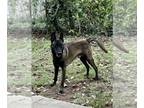 Belgian Malinois PUPPY FOR SALE ADN-768511 - Malinois