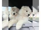 Samoyed PUPPY FOR SALE ADN-768455 - Samoyed 2 boys and 2 girls left