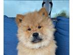 Chow Chow PUPPY FOR SALE ADN-768451 - Chow Chow Puppy Female