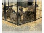 Mastiff PUPPY FOR SALE ADN-768405 - English Mastiff Litter