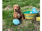 Labradoodle PUPPY FOR SALE ADN-768403 - Litter of 9 labradoodles