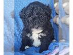 Bernedoodle (Miniature) PUPPY FOR SALE ADN-768319 - Jay