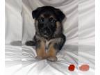 German Shepherd Dog PUPPY FOR SALE ADN-768307 - German shepherd puppy