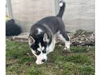 Siberian Husky PUPPY FOR SALE ADN-768262 - Black and White Female Available