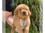 Golden Retriever PUPPY FOR SALE ADN-768255 - Premium Imported Golden Retriever