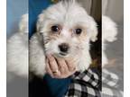 Havanese DOG FOR ADOPTION ADN-768843 - Havanese Rescue for Adoption