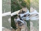 American Pit Bull Terrier-Siberian Husky Mix DOG FOR ADOPTION ADN-768326 - 2 6