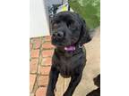 Adopt Luna a Cocker Spaniel