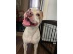 Adopt Java a Pit Bull Terrier
