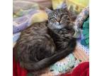 Adopt Kuromi a Domestic Medium Hair