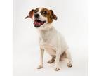 Adopt Harley a Jack Russell Terrier, Terrier