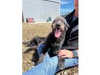 Adopt Korrie a Poodle, German Wirehaired Pointer