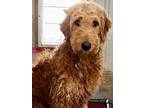 Adopt Macy a Goldendoodle, Standard Poodle