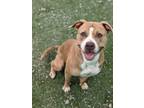 Adopt Queenie 250-24 a Pit Bull Terrier, Mixed Breed