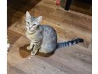 Adopt Celsius a Domestic Short Hair, Tabby