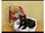 Adopt Danielle a Tortoiseshell