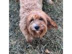 Adopt Claire a Cockapoo