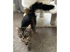 Adopt Marla a Maine Coon