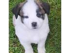 Adopt Puppy 4 a Mixed Breed