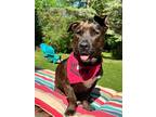 Adopt Loretta $425 a Terrier, Basset Hound