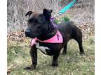 Adopt Loretta $425 a Terrier, Basset Hound