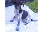 Adopt Sara 24-02-047 a Australian Cattle Dog / Blue Heeler