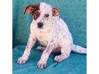 Adopt Sally 24-02-047 a Australian Cattle Dog / Blue Heeler