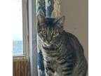 Adopt Dori (barn buddy) a Domestic Short Hair