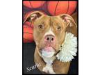 Adopt Scurla a Mixed Breed