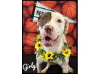 Adopt Girly a Mixed Breed