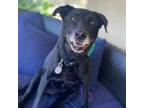 Adopt Mandy a Black Labrador Retriever