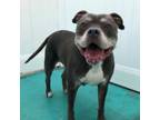 Adopt Roxi a American Staffordshire Terrier