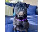 Adopt Patches a Pug