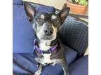 Adopt Livia a Miniature Pinscher