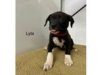 Adopt Lyla a Pit Bull Terrier, Mixed Breed