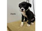 Adopt Zayda a Pit Bull Terrier, Mixed Breed