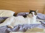 Adopt Cherry a American Shorthair