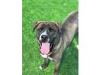 Adopt Dafodil a Australian Shepherd, Mixed Breed