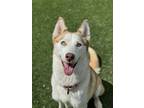 Adopt Jenna a Siberian Husky, Mixed Breed