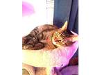 Adopt Lyra a Domestic Short Hair