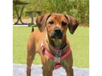 Adopt Tilly a Boxer, Mixed Breed