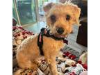 Adopt Honey aka Blondi a Poodle