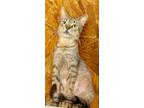 Adopt Juliet a Tabby, Domestic Short Hair