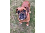 Adopt Jill a Boxer