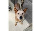 Adopt Bingo a Australian Cattle Dog / Blue Heeler