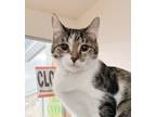 Adopt Vivian *bonded with Edward* a Tabby